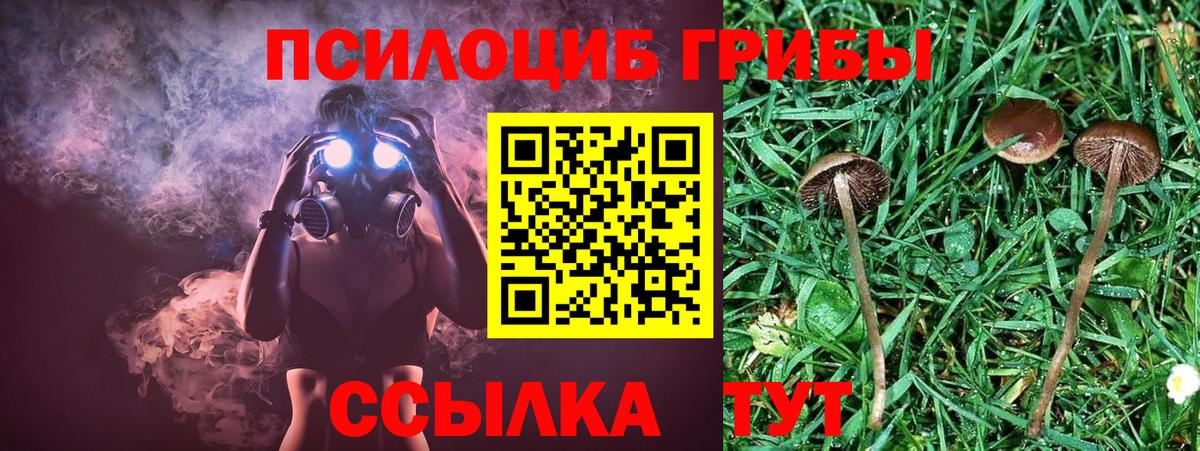 Псилоцибиновые грибы Cubensis Мурино
